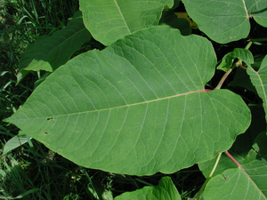 Photo By: Stephen M. Young. Photo taken: Chenango County, NY on 30 June 2004